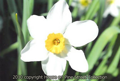 Simply Spring.jpg