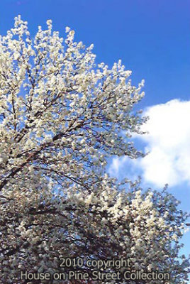 Spring's Eternal.jpg