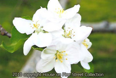 Snowberry - Apple Blossoms.jpg