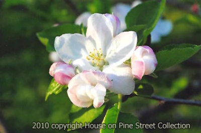 Southern Apple Blossoms.jpg