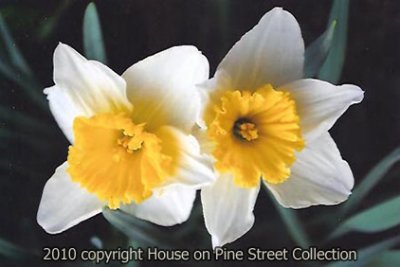 March Blooms.jpg