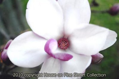 Flower Song.jpg