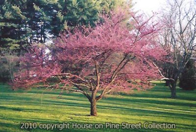 Spring Shadows.jpg