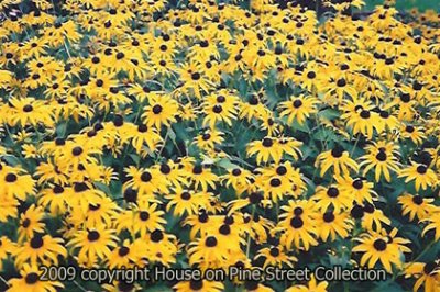Garden of Delights.jpg