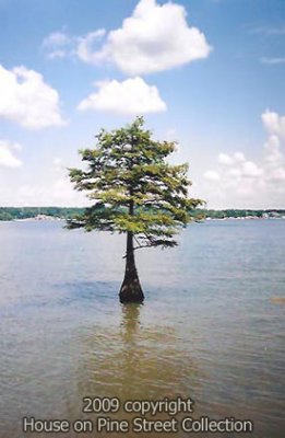 Nature's Magic.jpg