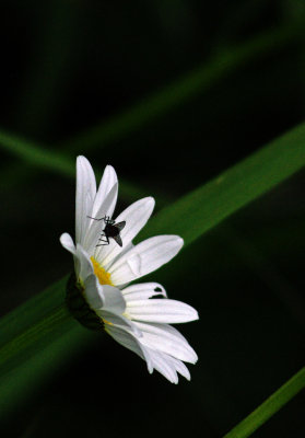 Marguerite