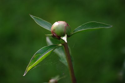 g1/52/950552/3/125694261.Imbd3ELB.jpg