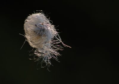 Bog cotton