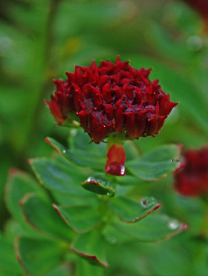 Rhodiola rosea f.