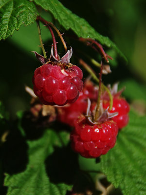 g1/52/950552/3/127029142.dSdDIfC2.jpg