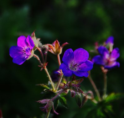 Geraniaceae sylvaticum