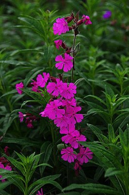 Silene diocia