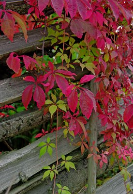 Autumn Red