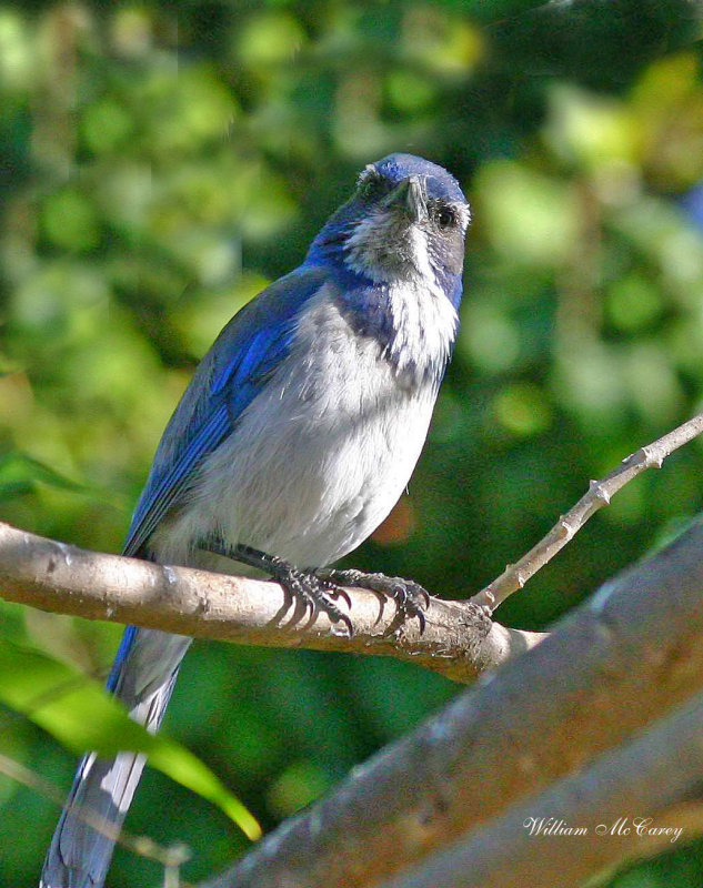 Curious Western Scrub Jay