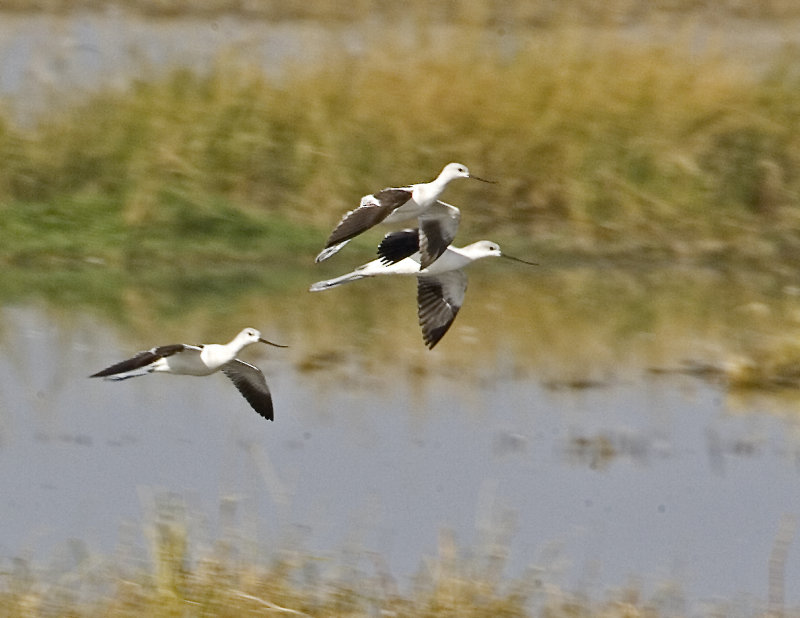 American Avocets on the wing 