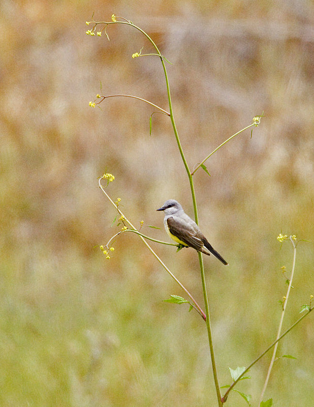 Western Kingbird 