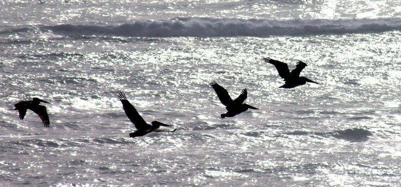 Brown Pelicans in flight formation