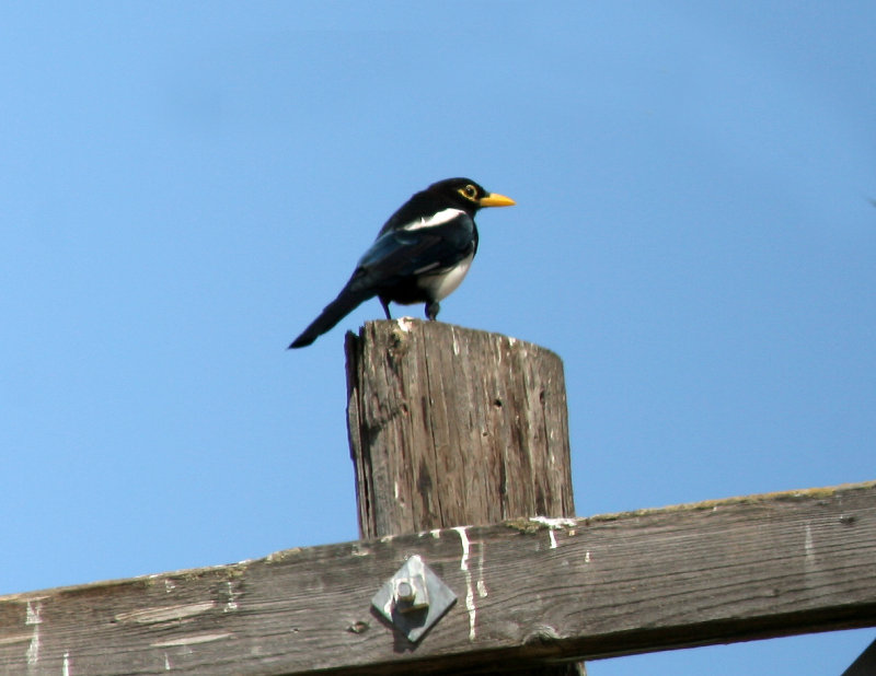 Yellow-billed Magpie