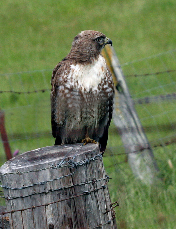 Red-tailed Hawk  juvenile on stump 