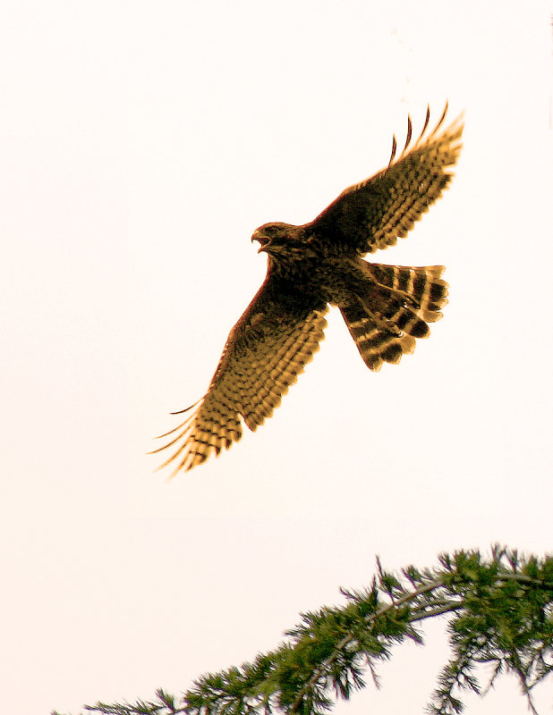 Red-shouldered Hawk in the evening sky