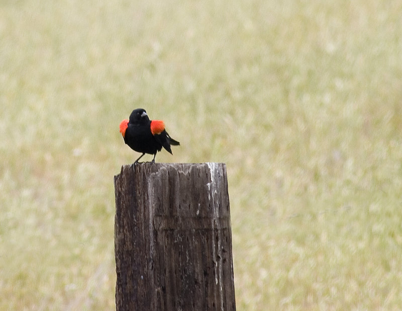 BACKYARD BIRDS