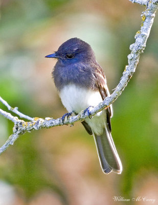 OUR BACKYARD BIRDS
