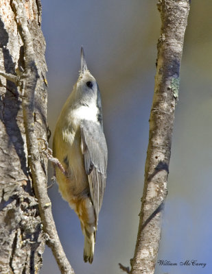 White-breasted Nuthatch