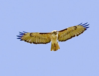 Red-tailed Hawk kiting 