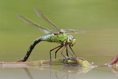 g1/52/959152/3/126047922.oOWHy75p.jpg