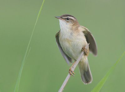 Sedge Warbler - Rietzanger - Acrocephalus schoenobanus