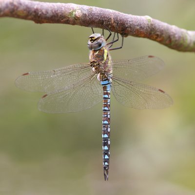 g1/52/959152/3/126109804.VWeow28t.jpg