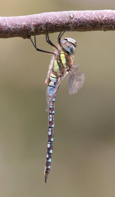 g1/52/959152/3/126109806.8nVoMnnd.jpg