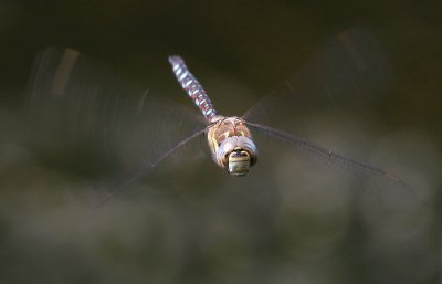 g1/52/959152/3/126109807.D9sxXB6B.jpg