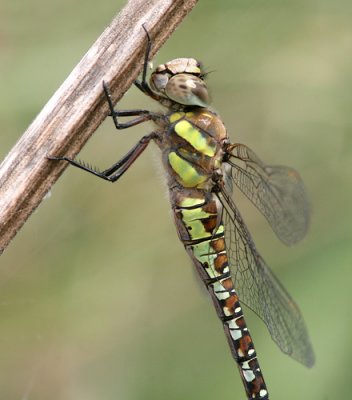 g1/52/959152/3/126109998.UIjOCeLz.jpg