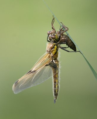Four-Spotted Chaser - Viervlek - Libellula quadrimaculata