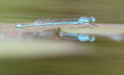 Blue-eye - Kanaaljuffer - Erythromma lindenii