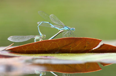 Blue-eye - Kanaaljuffer - Erythromma lindenii