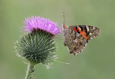 Butterflies & moths - Vlinders en motten