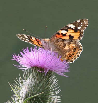 Painted Lady - Distelvlinder - Vanessa cardui