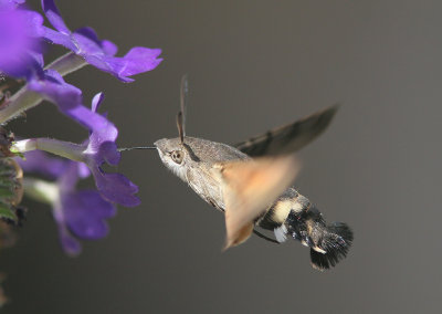 Hummingbird Hawk-moth - Kolibrievlinder - Macroglossum stellatarum