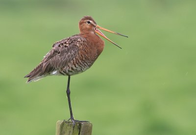 Black-tailed Godwit - Grutto - Limosa limosa