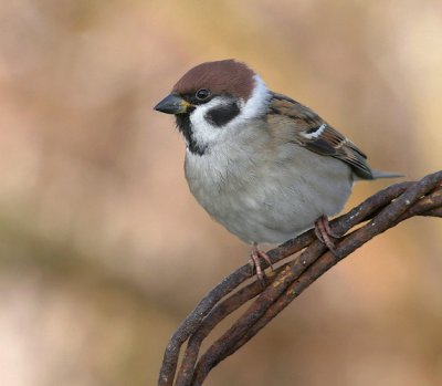Tree Sparrow - Ringmus - Passer montanus