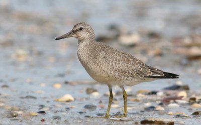 Knot - Kanoet - Calidris canutus