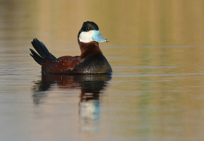 Ruddy Duck - Rosse Stekelstaart - Oxyura jamaicensis