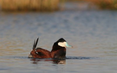 Ruddy Duck - Rosse Stekelstaart - Oxyura jamaicensis