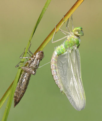 g1/52/959152/3/126323261.JSdeYPS5.jpg