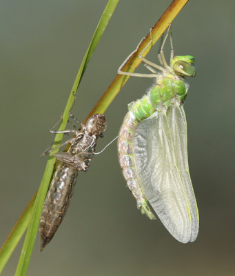 g1/52/959152/3/126349375.Bc8N55qz.jpg