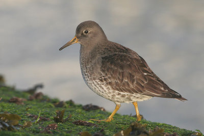 Purple Sandpiper - Paarse Strandloper - Calidris maritima