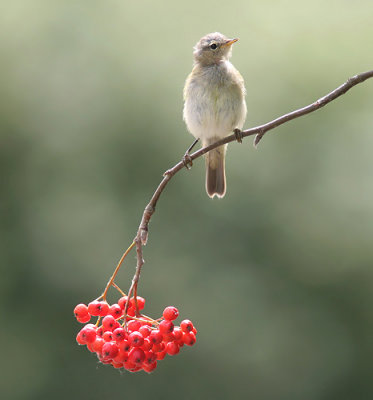 Chiffchaff - Tjiftjaf - Phylloscopus collibita