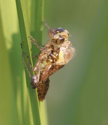 Common Darter - Bruinrode Heidelibel - Sympetrum striolatum